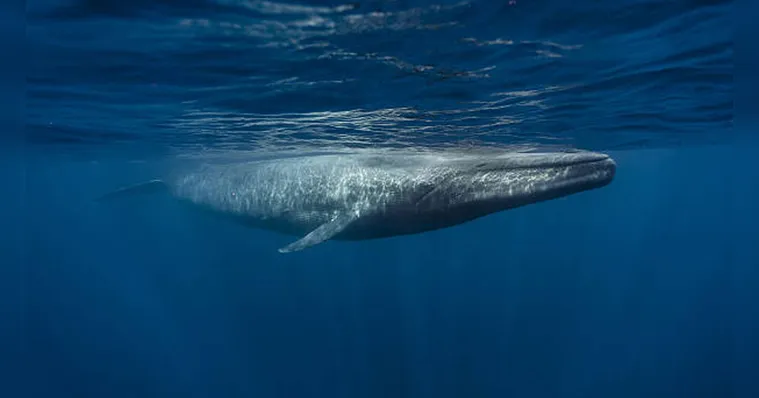 Conheça o maior animal do mundo, que foi avistado no Brasil